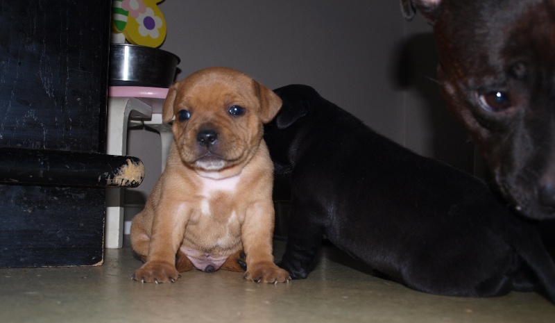 Deep Root's - Staffordshire Bull Terrier - Portée née le 02/08/2013