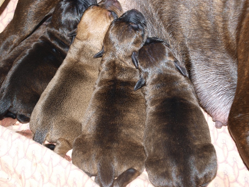 Chiot Staffordshire Bull Terrier Deep Root's