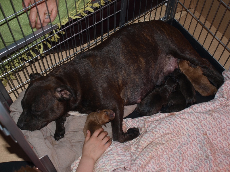 Chiot Staffordshire Bull Terrier Deep Root's